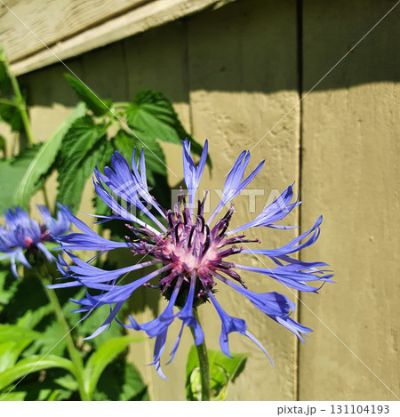 Centaurea montana flower with violet-blue petals and purple center blooming near a wooden fence, summer sunlight highlighting details of the mountain cornflower. 131104193