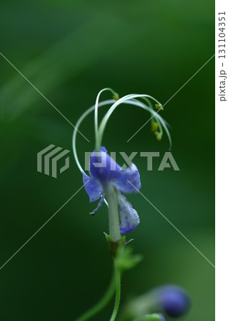 帆掛け船を連想 帆掛け船を連想 131104351