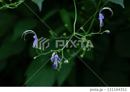 帆掛け船を連想 帆掛け船を連想 131104352