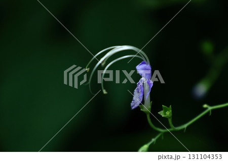 帆掛け船を連想 131104353