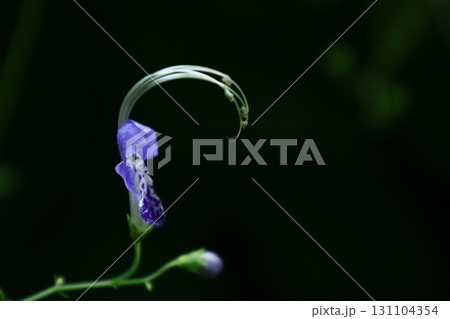 帆掛け船を連想 帆掛け船を連想 131104354