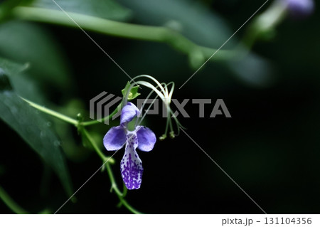 帆掛け船を連想 帆掛け船を連想 131104356