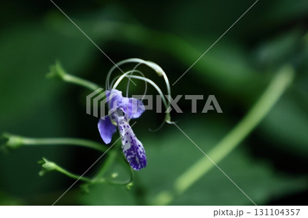 帆掛け船を連想 帆掛け船を連想 131104357