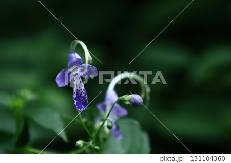 帆掛け船を連想 帆掛け船を連想 131104360