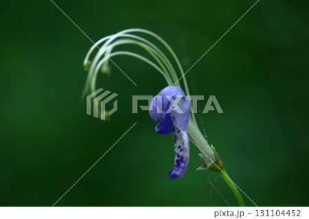 帆掛け船を連想 帆掛け船を連想 131104452