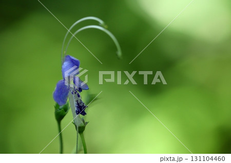 帆掛け船を連想 帆掛け船を連想 131104460