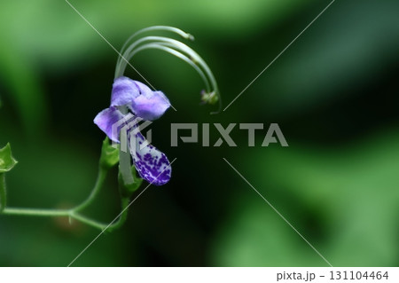 帆掛け船を連想 131104464