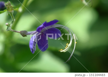 帆掛け船を連想 131104483