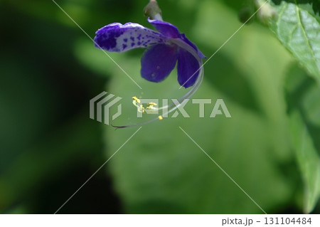 帆掛け船を連想 131104484