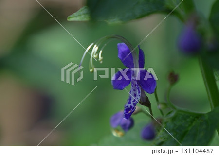 帆掛け船を連想 帆掛け船を連想 131104487