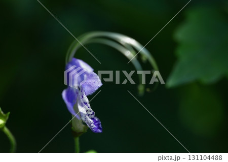 帆掛け船を連想 131104488