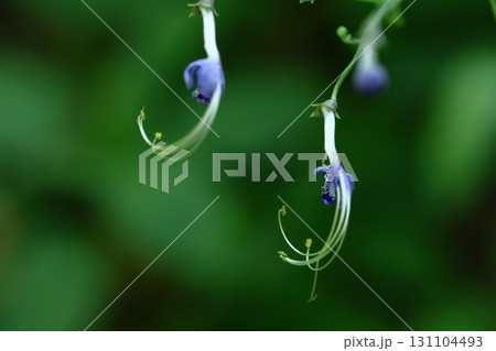 帆掛け船を連想 131104493