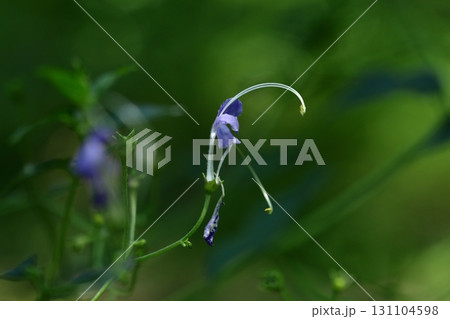 帆掛け船を連想 131104598