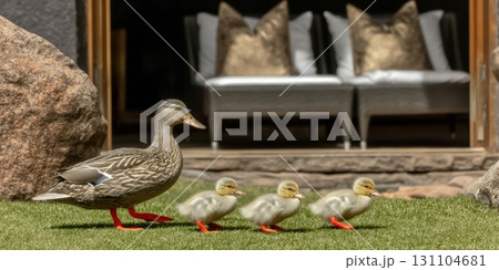 A female mallard duck leads her three fluffy ducklings across a manicured lawn, near a blurred-out patio furniture background 131104681