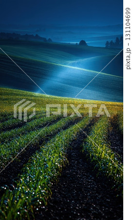 Rolling hills landscape with dew-kissed young plants in rows. Serene, lush fields meet an atmospheric sunrise, capturing natural beauty 131104699