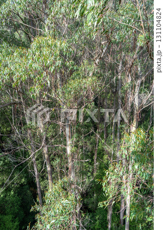 Eucalyptus forest view from a treetop walk in Great Otway National Park, Australia Eucalyptus forest view from a treetop walk in Great Otway National Park, Australia 131104824