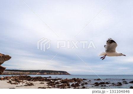 Seagull taking flight from a rock at Stokes Bay Beach, Australia 131104846
