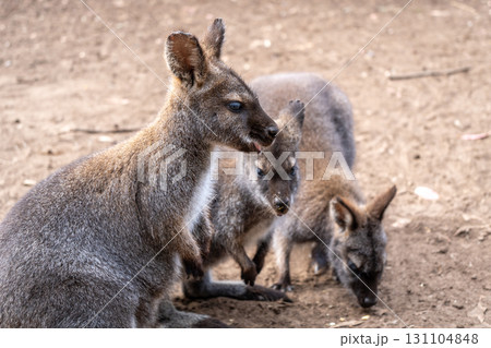 Group of wallabies standing together on Kangaroo Island, Australia 131104848