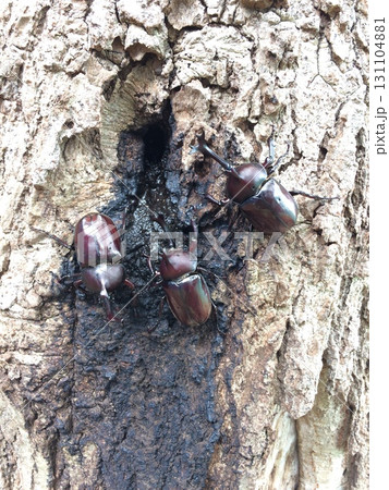 お食事中のカブトムシ 131104881