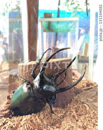 王者の風格コーカサスオオカブト 131104882