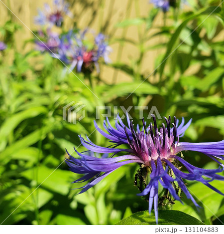 Macro of Centaurea montana flower showing violet petals and dark purple center, with bright sunlight illuminating floral details against blurred green garden background. 131104883