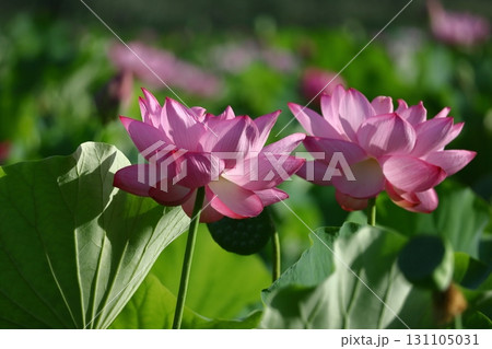 神聖な花 131105031