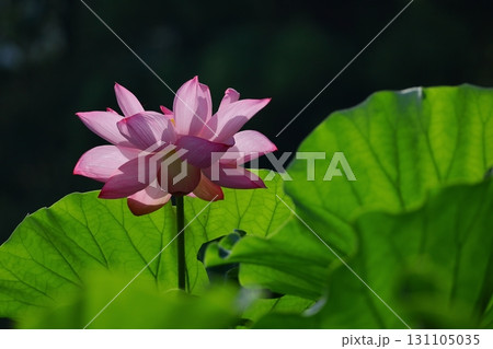 神聖な花 131105035
