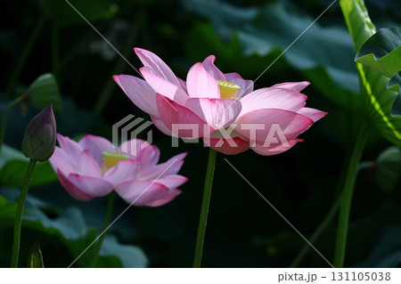 神聖な花 131105038