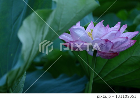 神聖な花 131105053