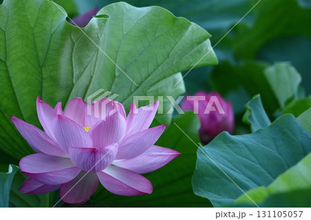 神聖な花 131105057