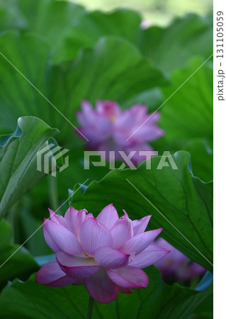 神聖な花 131105059