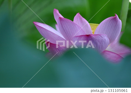 神聖な花 131105061