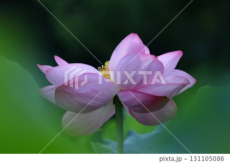 神聖な花 131105086