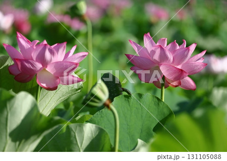 神聖な花 131105088