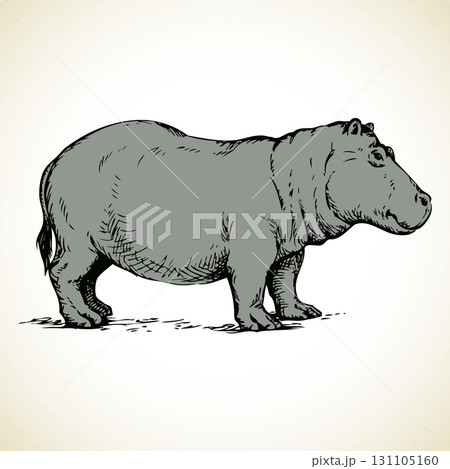 Hippo. Vector drawing Hippo. Vector drawing 131105160
