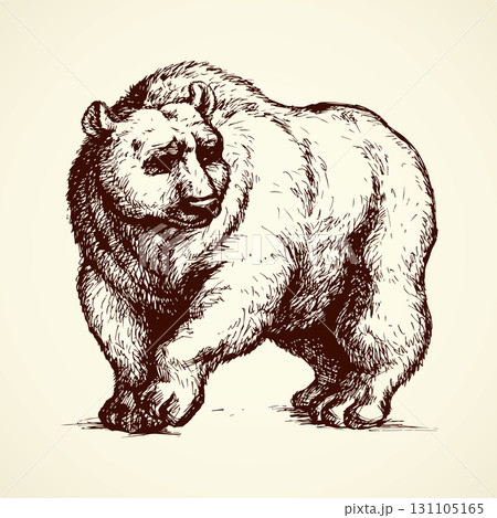 Bear. Vector drawing 131105165