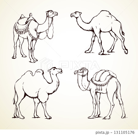 Camel. Vector sketch icon sign 131105176