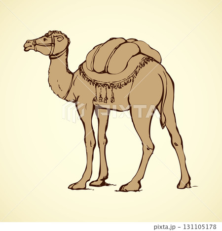 Camel . Vector drawing Camel . Vector drawing 131105178