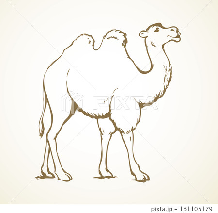 Camel. Vector sketch 131105179