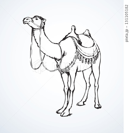 Camel. Vector sketch 131105182