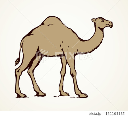 Camel. Vector sketch 131105185