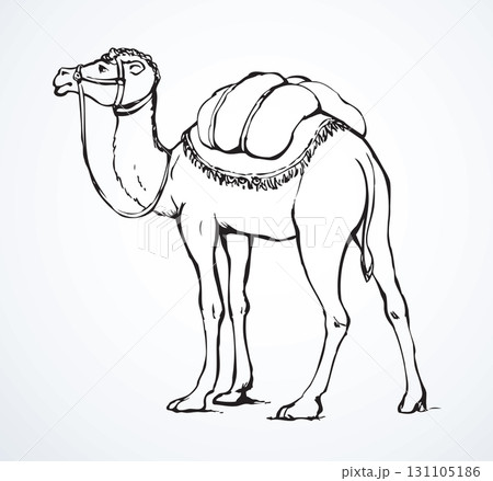 Camel. Vector sketch 131105186