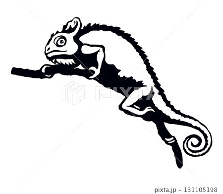 Cute old big Chamaeleon isolated on white backdrop 131105198