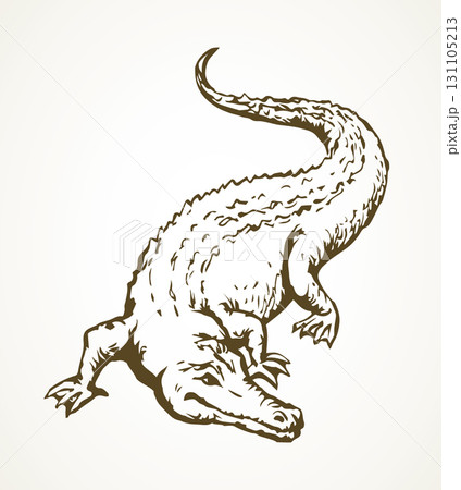 Crocodile. Vector drawing animal icon 131105213