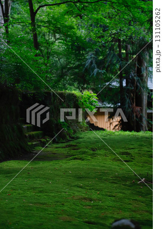 長野県駒ヶ根市・光前寺の苔に覆われた参道 長野県駒ヶ根市・光前寺の苔に覆われた参道 131105262