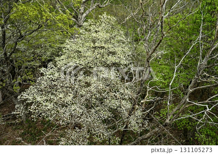 那須連峰のシロヤシオツツジ咲く森 131105273