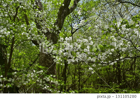 那須連峰のシロヤシオツツジ咲く森 131105280