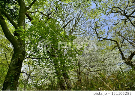 那須連峰のシロヤシオツツジ咲く森 那須連峰のシロヤシオツツジ咲く森 131105285