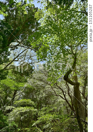 那須連峰のシロヤシオツツジ咲く森 131105287