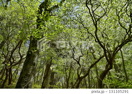 那須連峰のシロヤシオツツジ咲く森 131105291